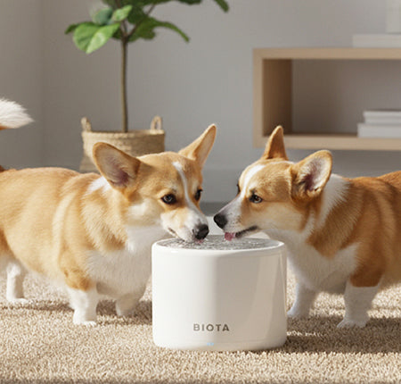 Tempat Minum Anjing Otomatis Cara Modern Menjaga Anjing Tetap Sehat dan Terhidrasi