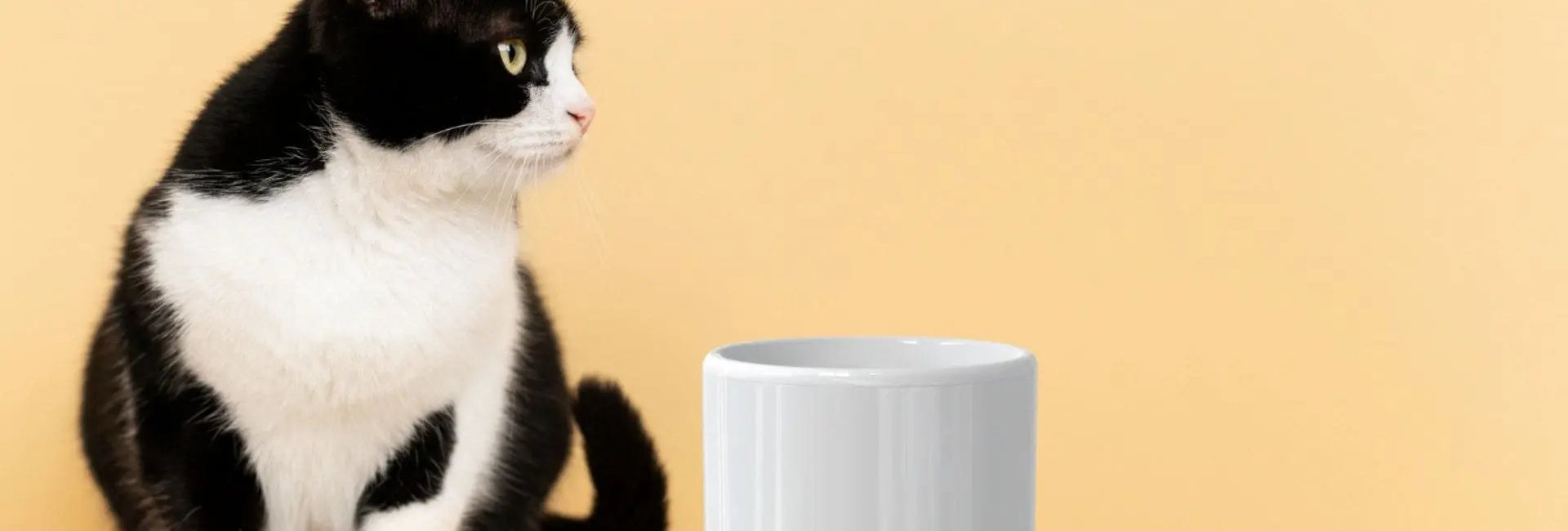 6 Tips Merawat Smart Pet Water Fountain Supaya Awet dan Higienis
