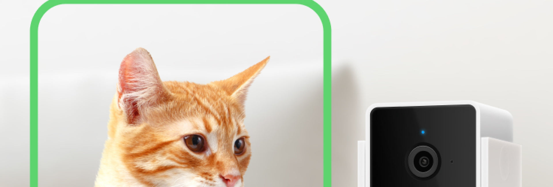 Petcube, Kamera Pintar Terbaik untuk Keamanan dan Interaksi Aktif