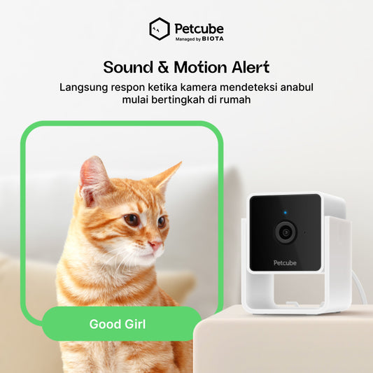 Petcube, Kamera Pintar Terbaik untuk Keamanan dan Interaksi Aktif