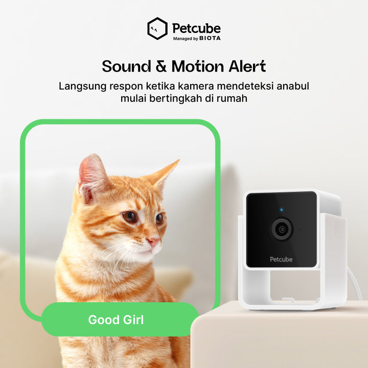 Petcube, Kamera Pintar Terbaik untuk Keamanan dan Interaksi Aktif