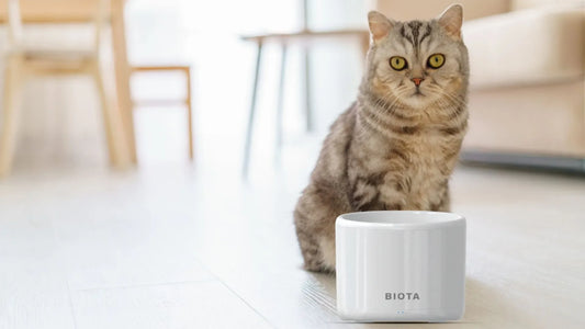 Tempat Minum Kucing