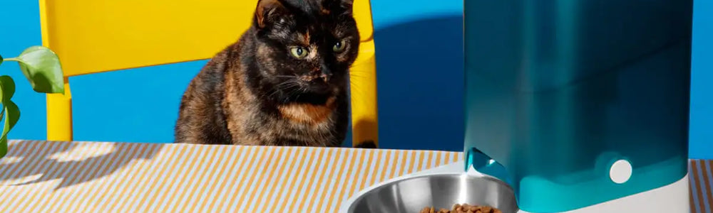 Jenis Makanan Kucing Yang Perlu Diketahui, Jangan Salah Pilih Untuk Anabul!